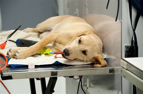 Post-Spay Care for Dogs: What to Expect and How to Help Your Pup Recover